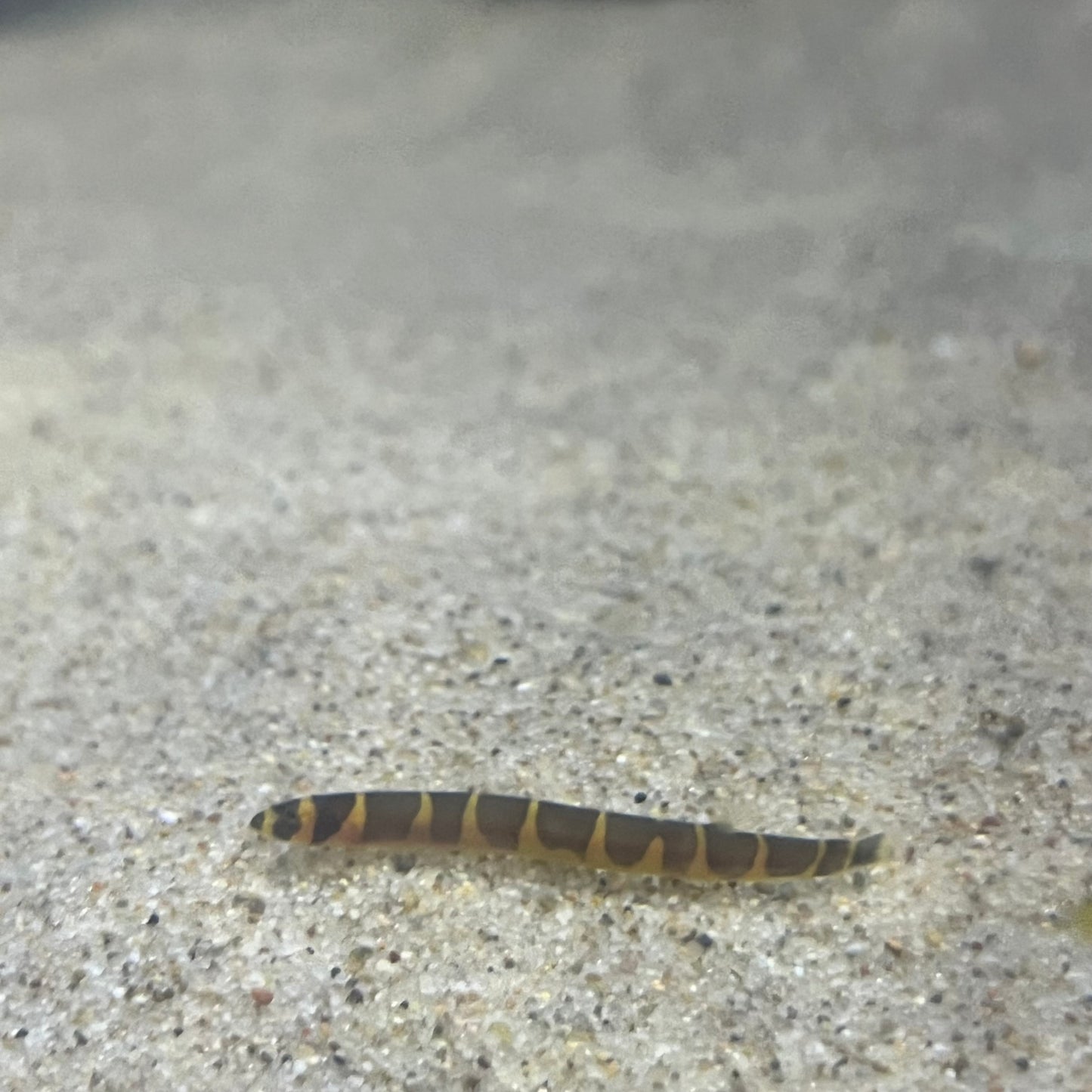 Kuhli Loach