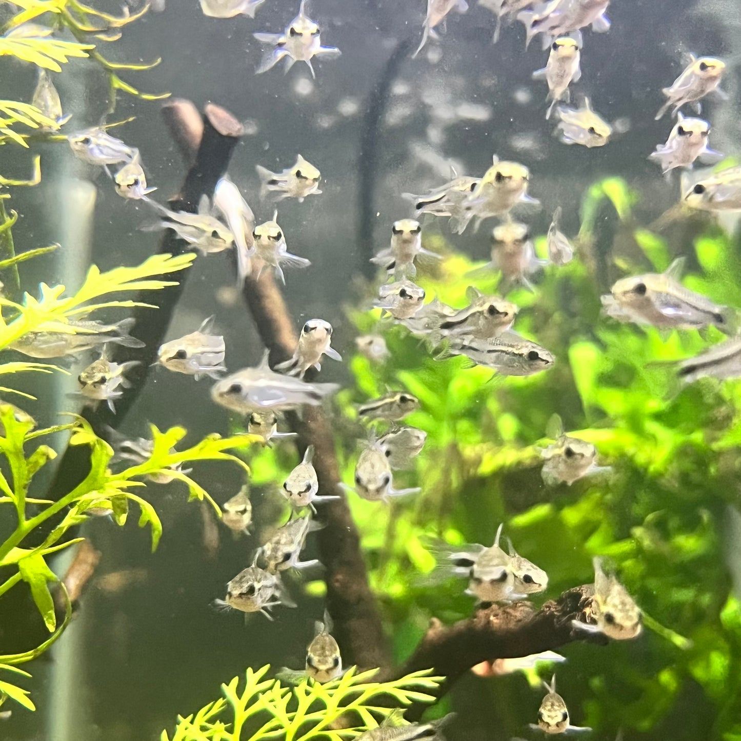 Pygmy Cory (Corydoras Pygmaeus)