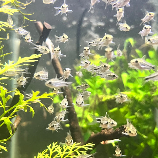Pygmy Cory