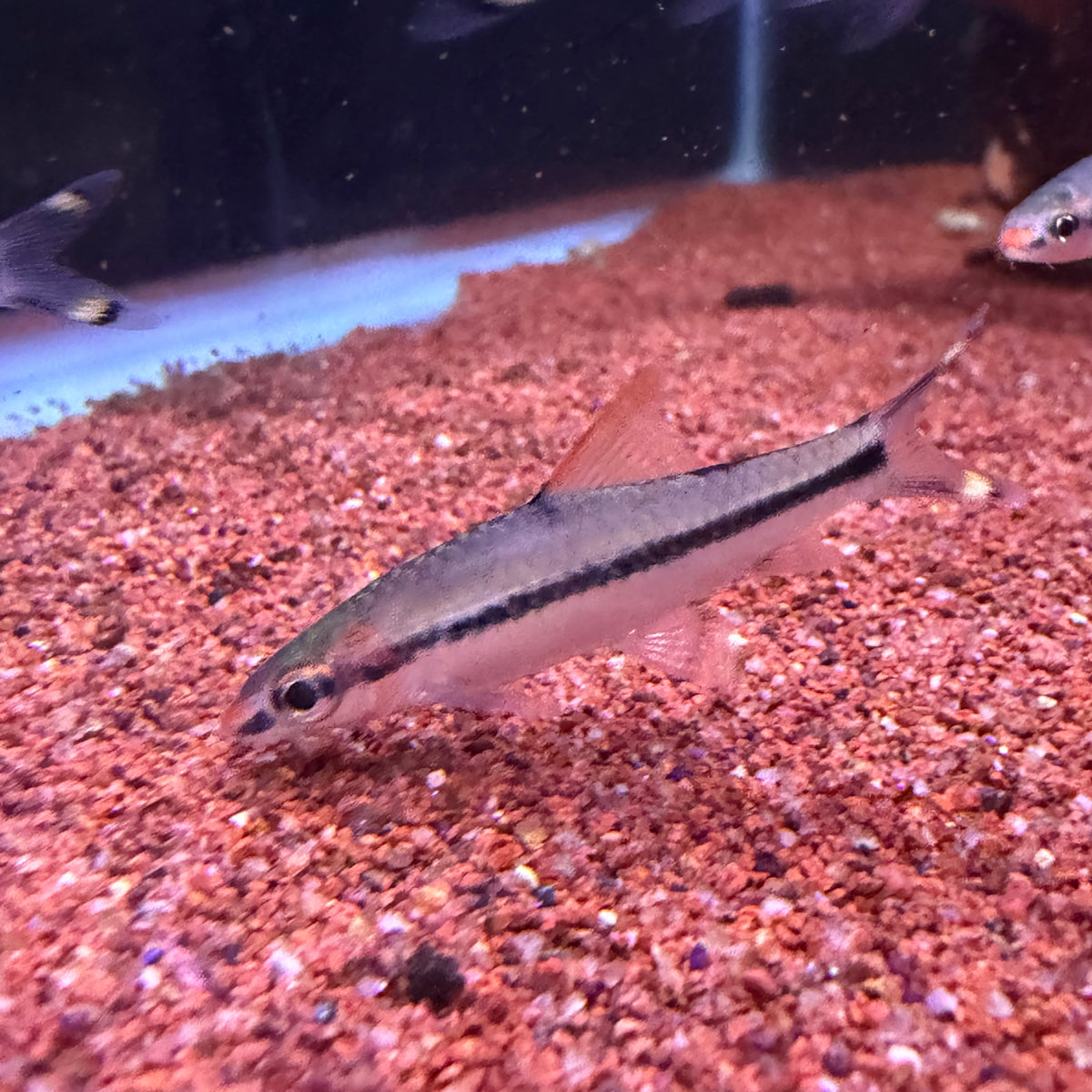 Roseline Shark (Puntius Denisoni)