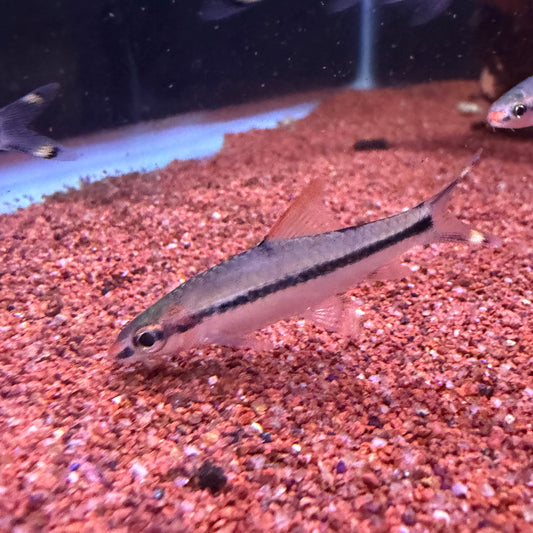 Roseline Shark (Puntius Denisoni)