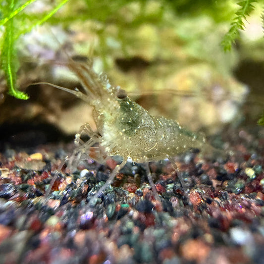 Pink Boxer Shrimp (Caridina Longidigta)