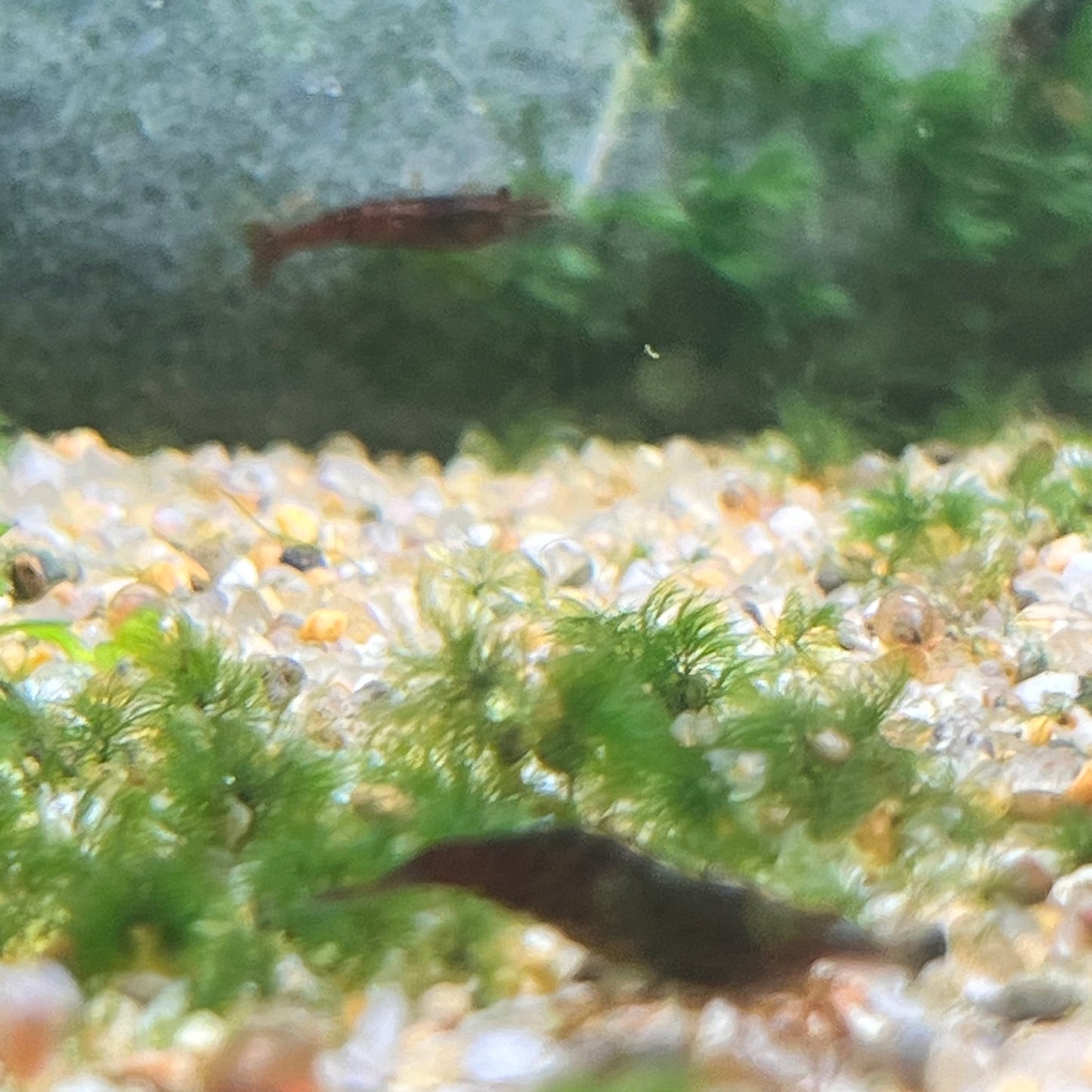 Black Rose Shrimp