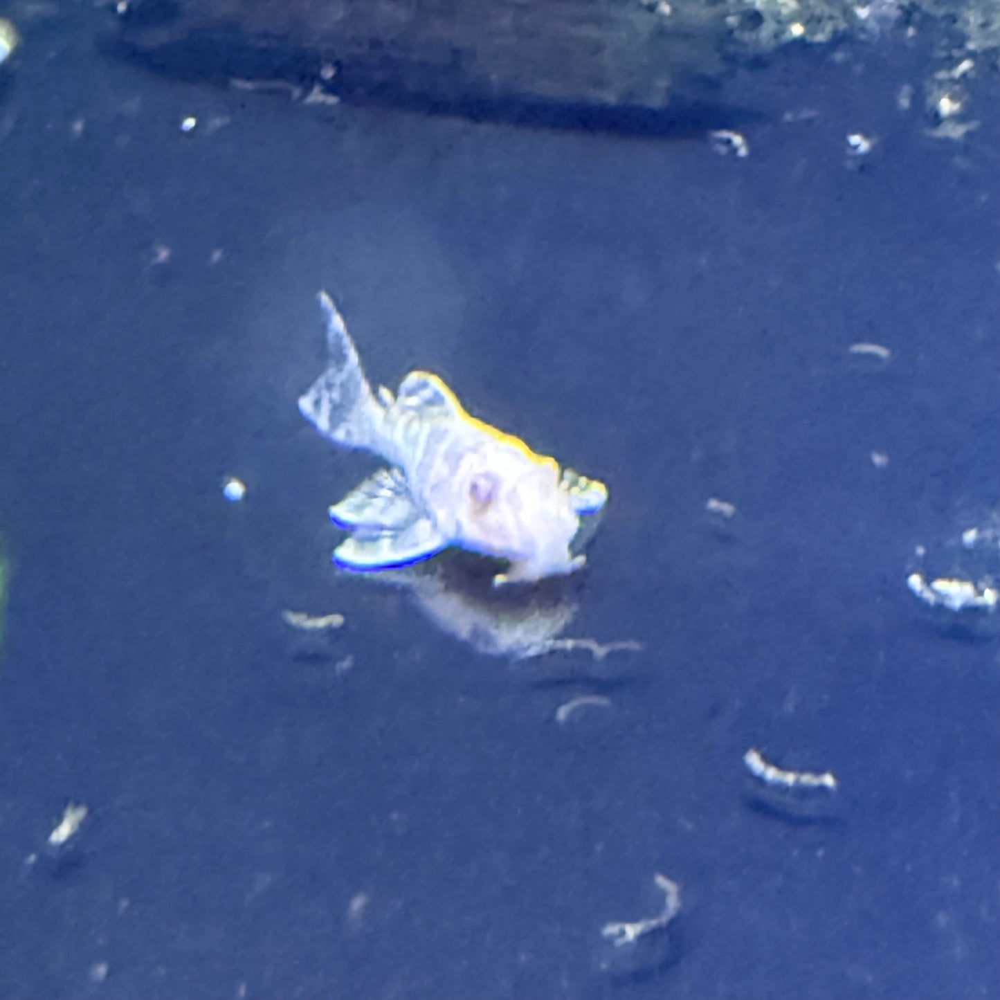 L333 “albino” king tiger pleco