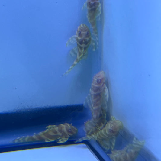 L333 “albino” king tiger pleco