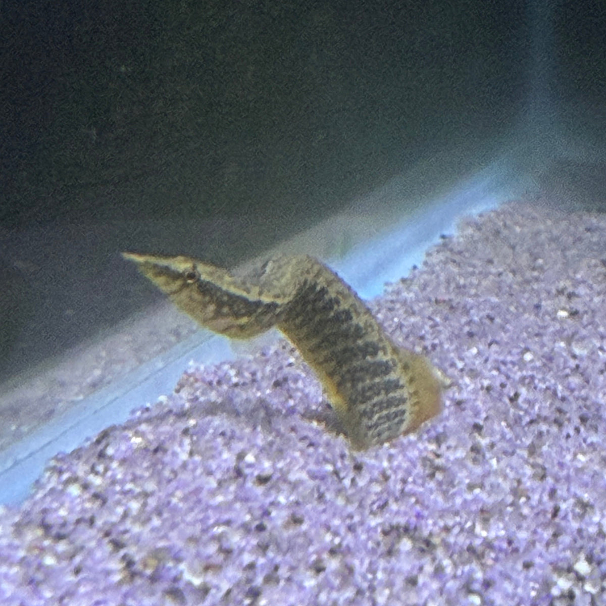 Spiney Peacock Eel