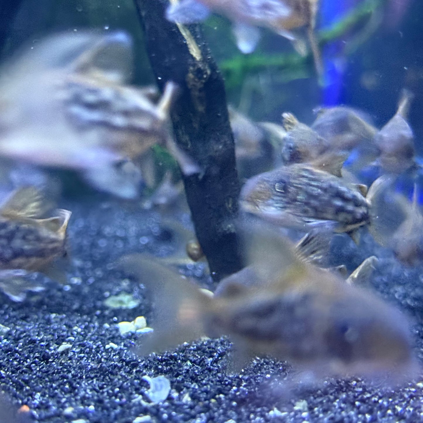 C005 Cory (Corydoras Pantanalensis)