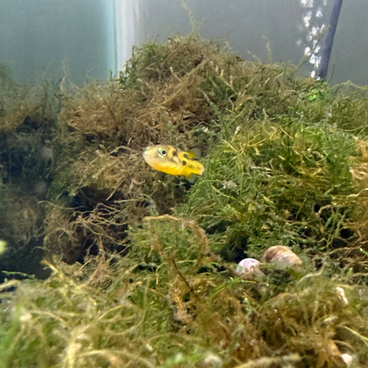 Pea Puffer