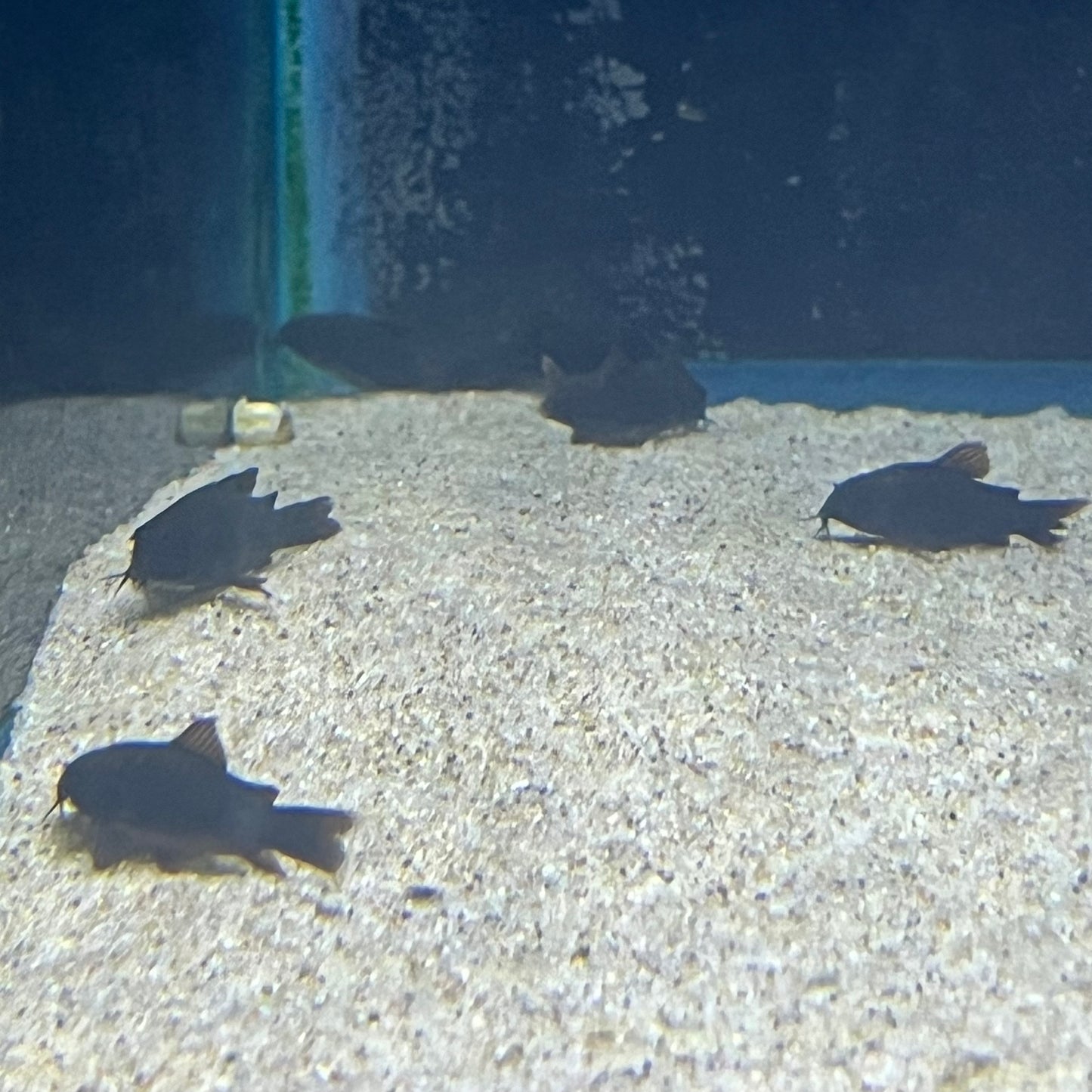 Black Venezuela Cory
