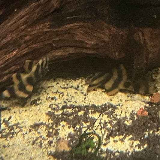 L306 Takutut Tiger Pleco