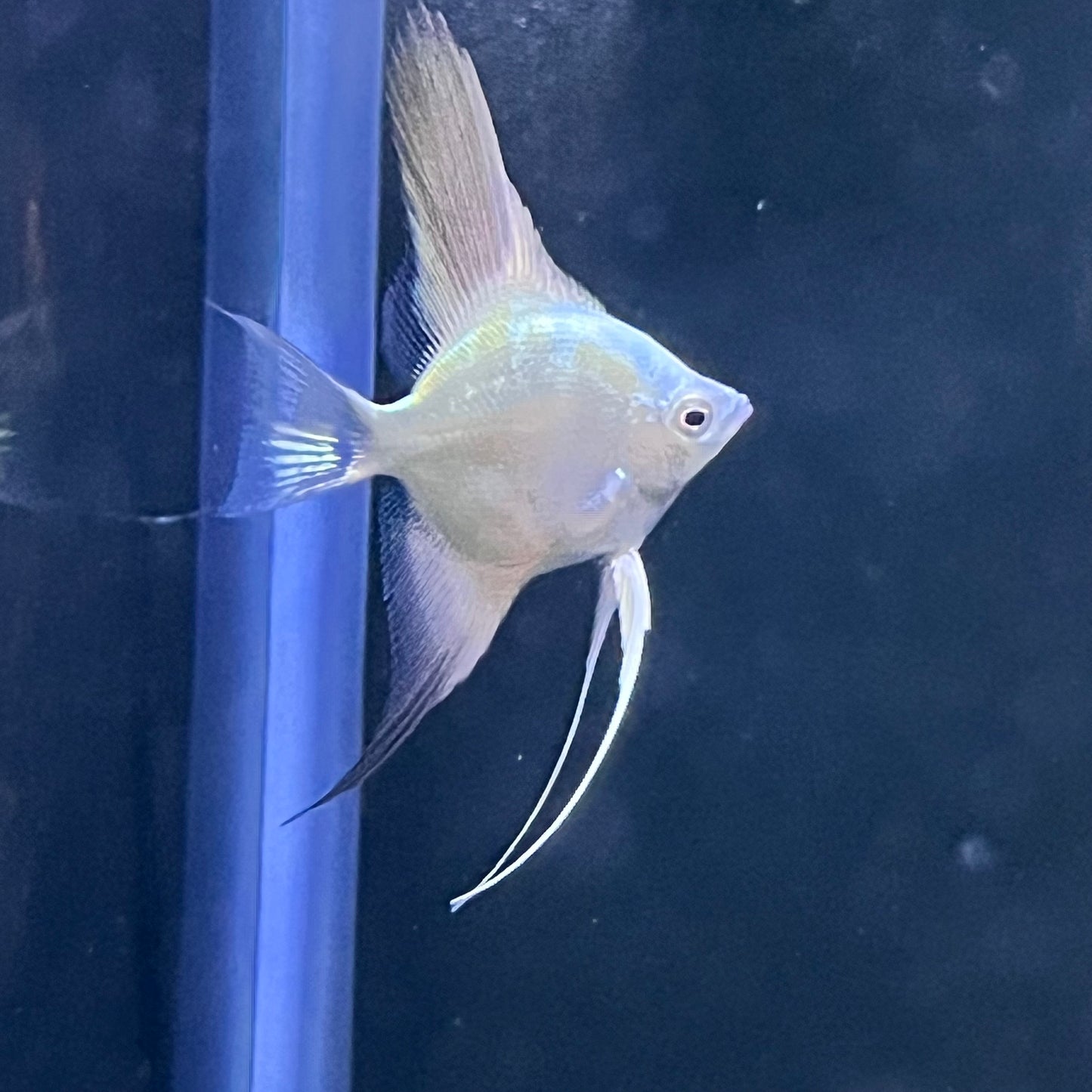 Bulgarian Seal Point Angelfish
