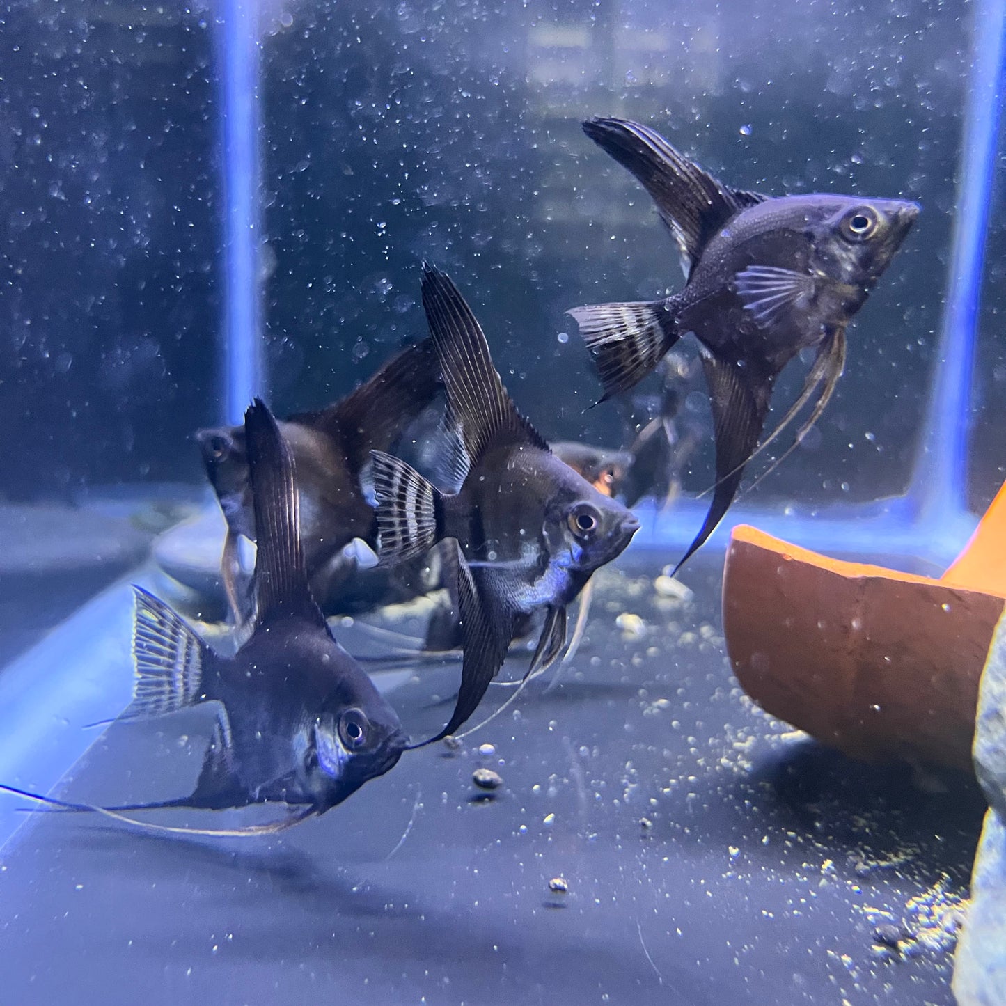 Black Angelfish