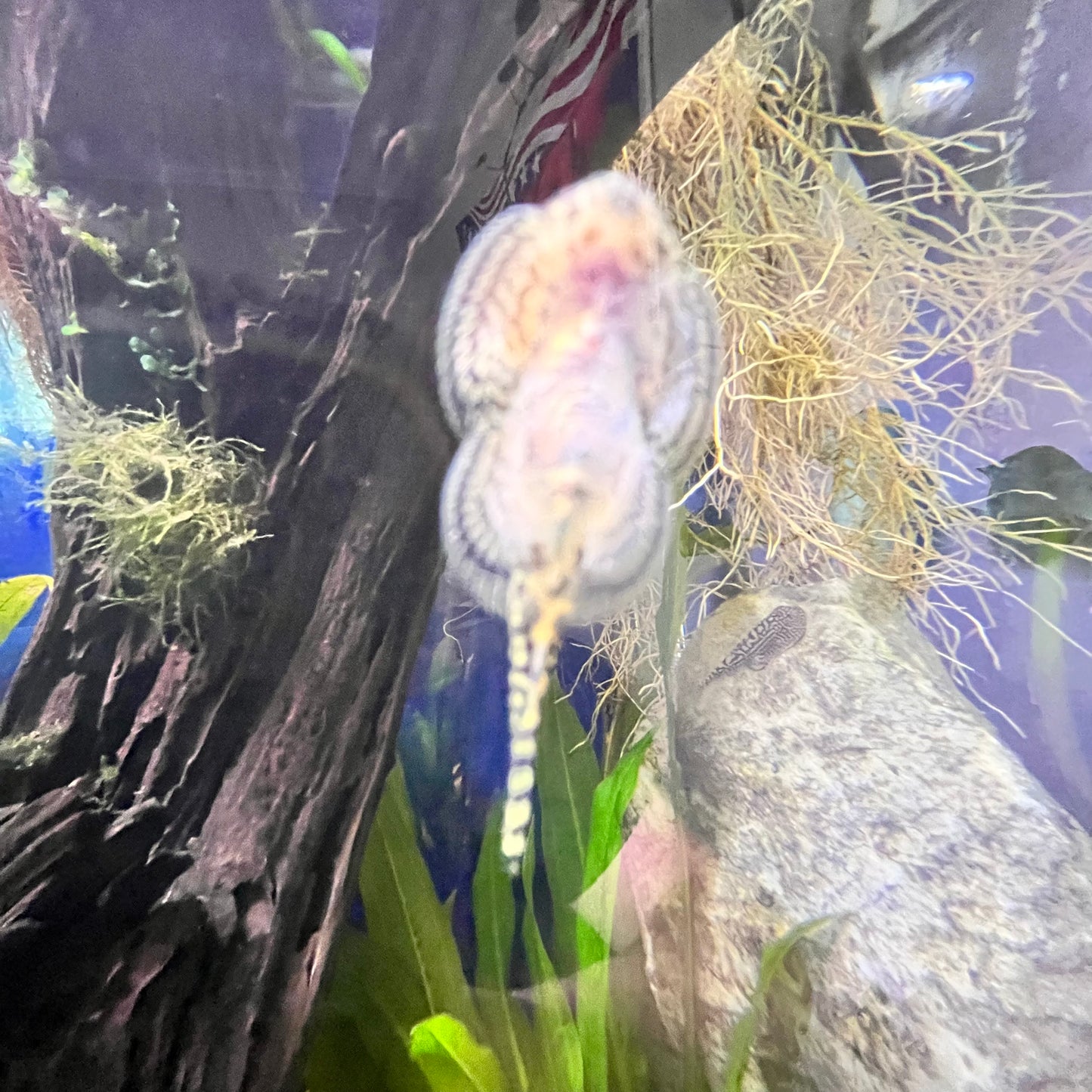 Hillstream Loach