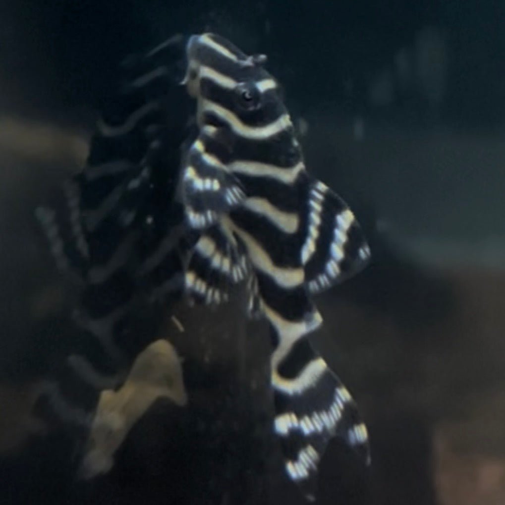 L333 King Tiger Pleco