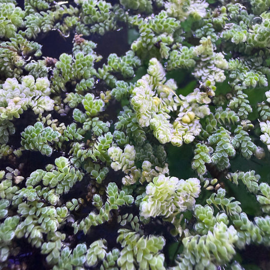 Azolla floater