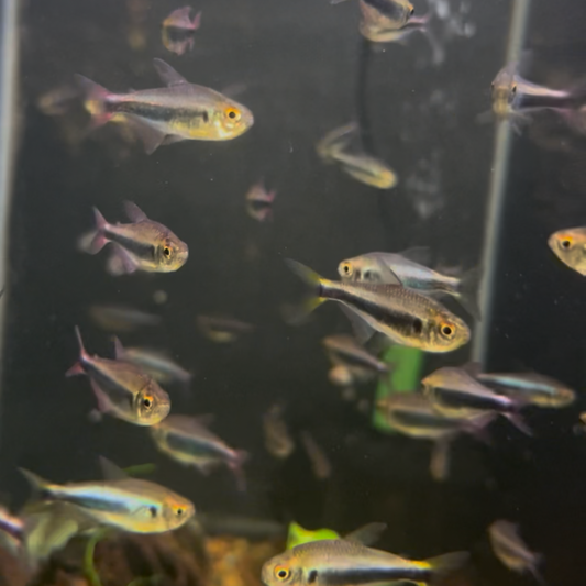 Bleeding Blue Tetra (Hyphessobrycon Margitae)