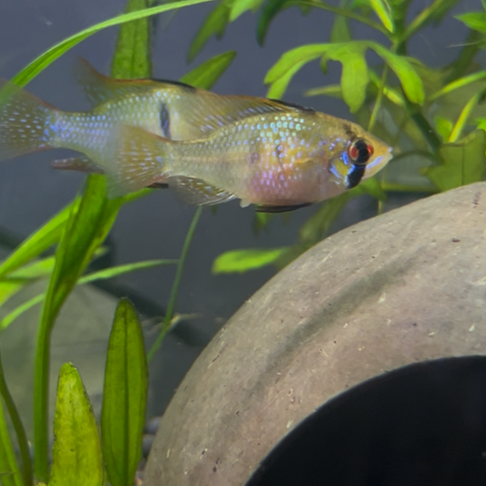Super Blue German Ram