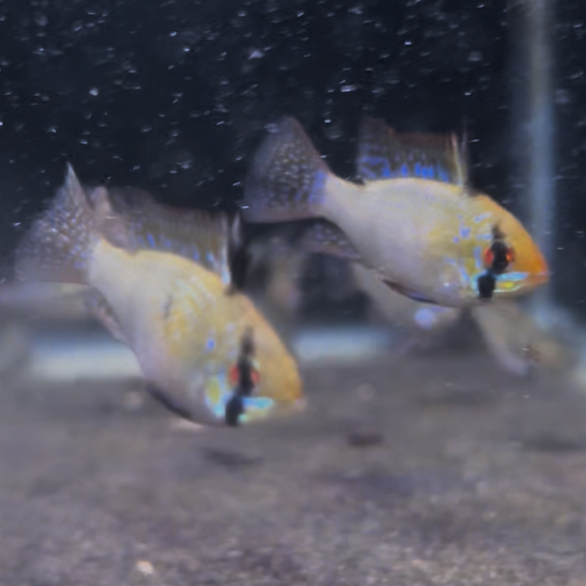 Super Blue German Ram