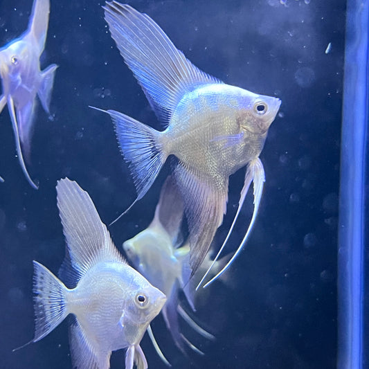 Bulgarian Seal Point Angelfish